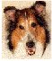 lassie