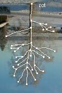 root up